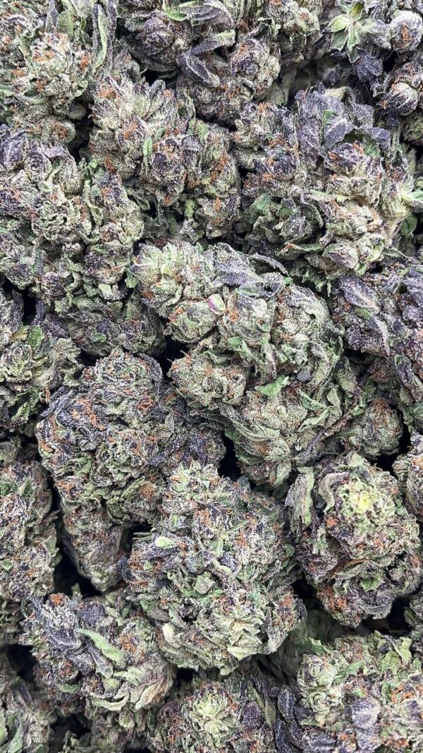 Chicle Gelato-PK157