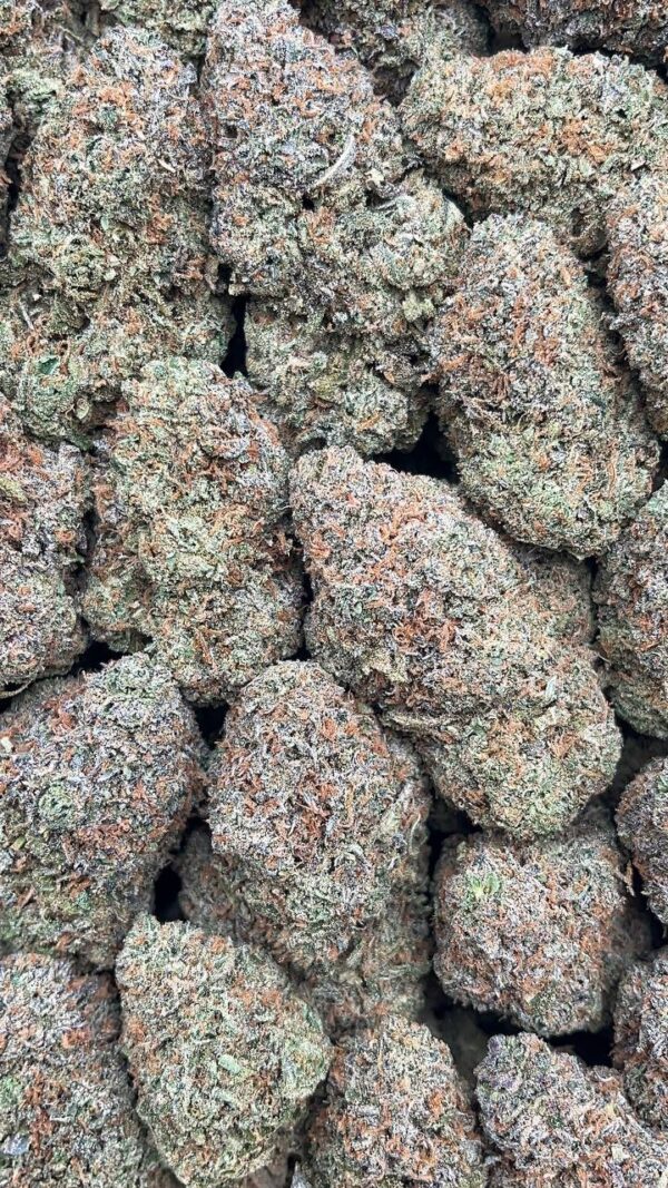 Sunset Sherbet - PK259