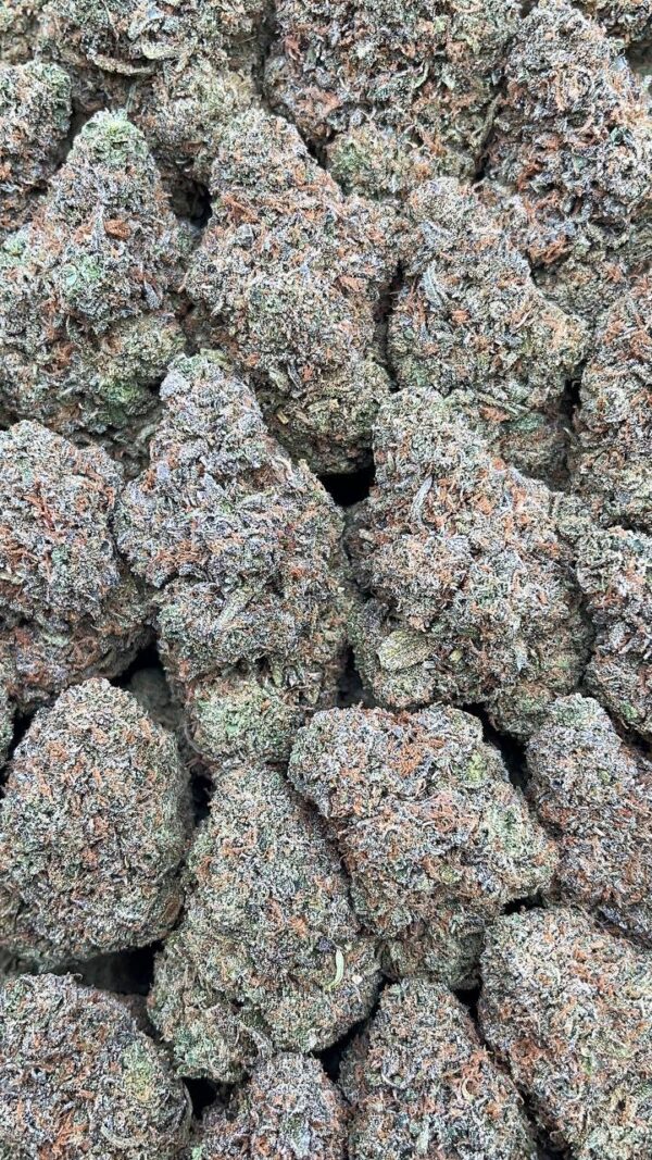 Frosty Gelato - PK340