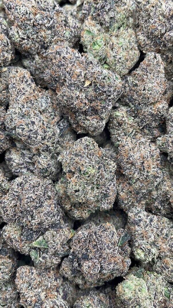 Amnesia Z - PK408