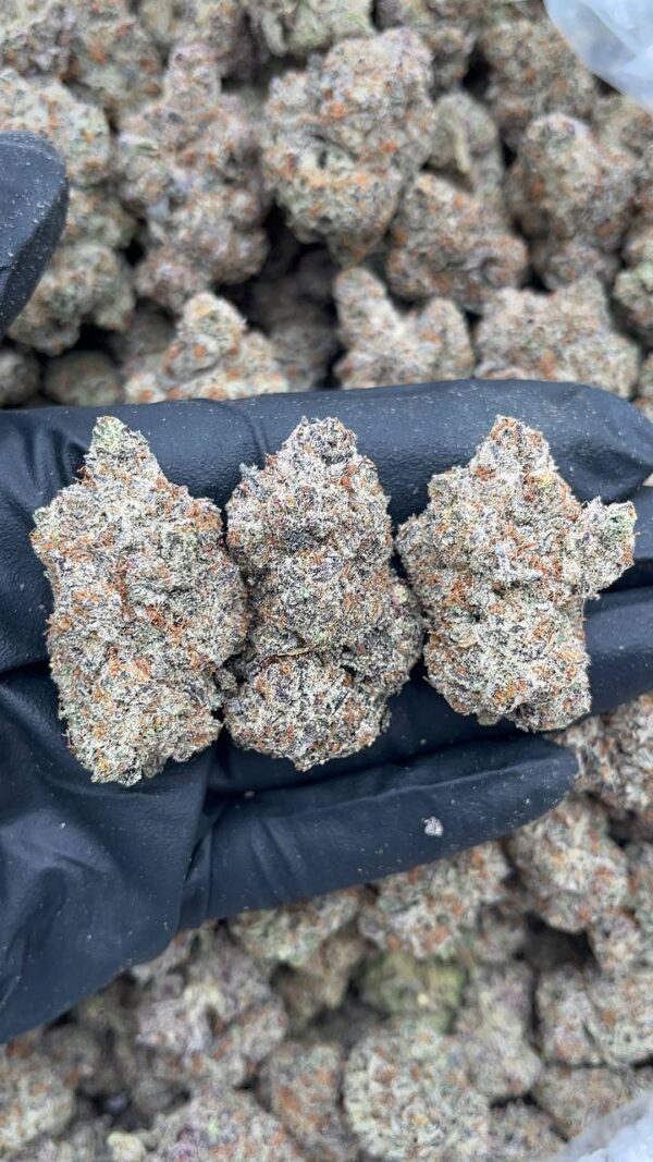 Sherbacio Sweet Tea - PK413