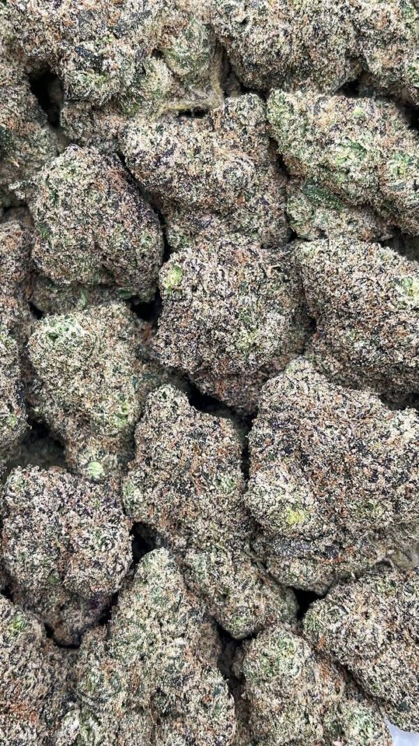 Sugar Plum - PK428