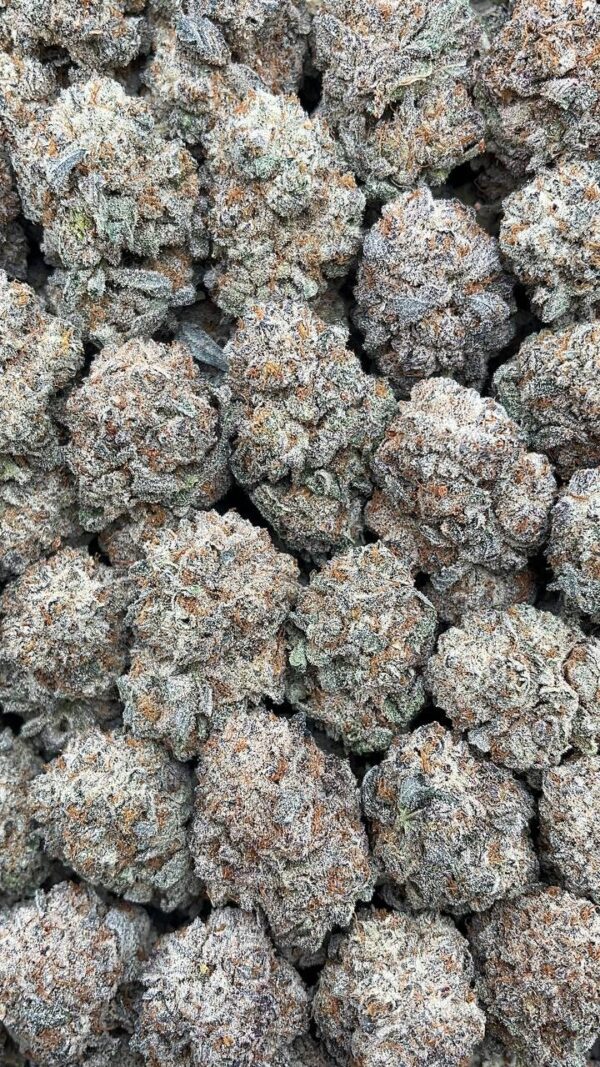 Mendocino Purps - PK469