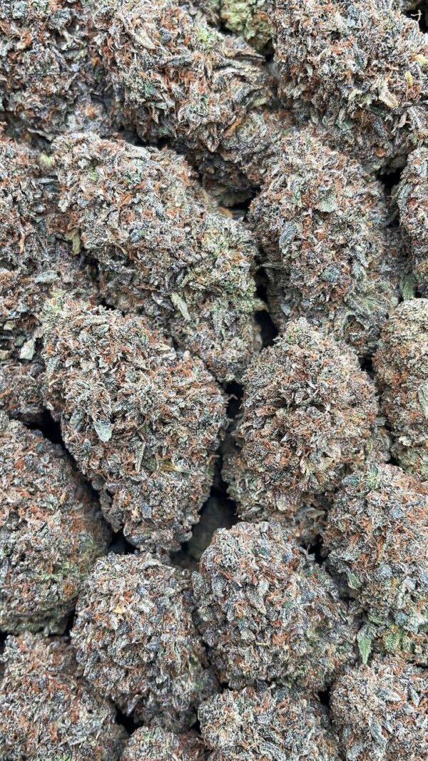 Greasy Runtz - PK470
