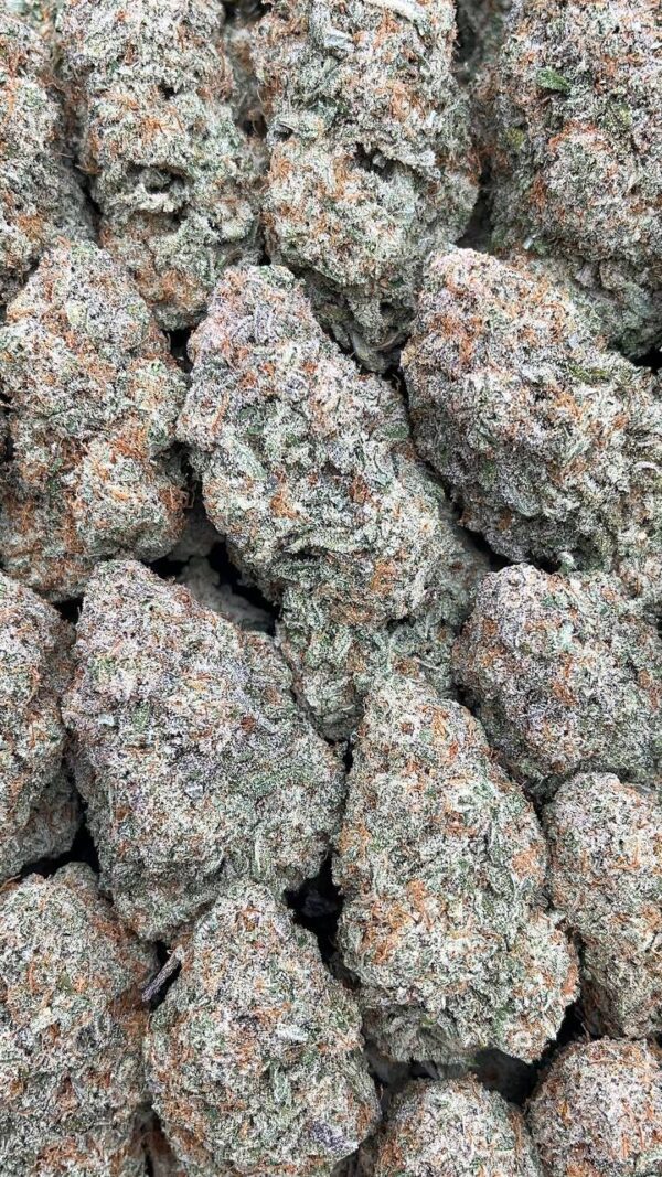 Alien Cookies - PK477