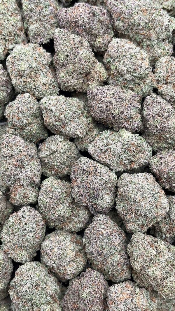 White Truffle - PK498