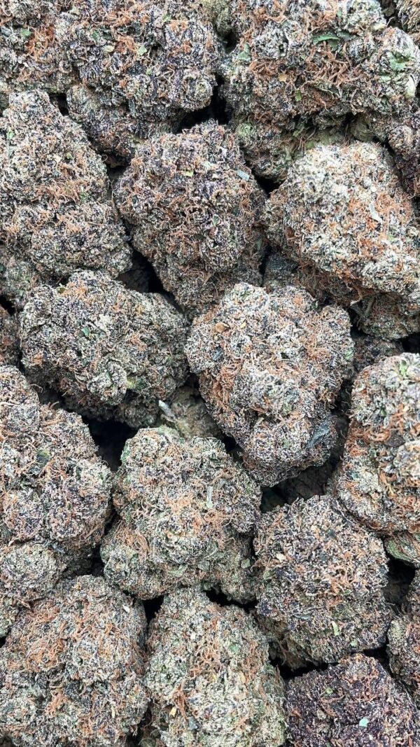 Mochi Gelato - PK502