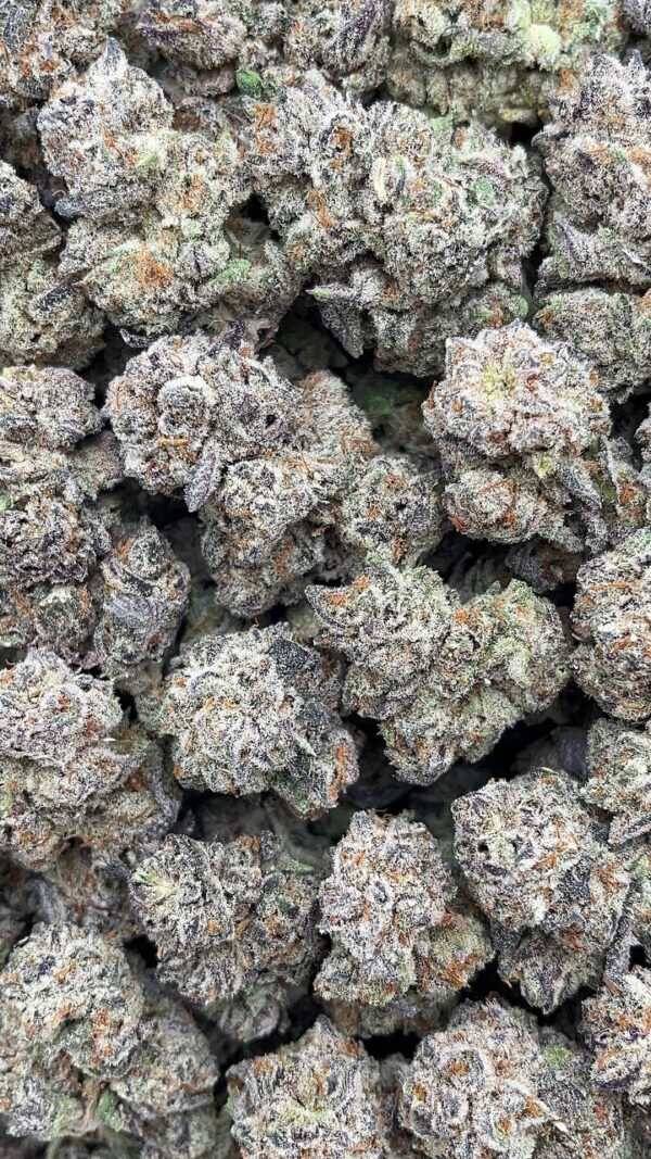 GG4 - PK511