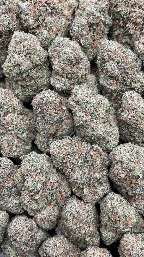 White Berry - PK513