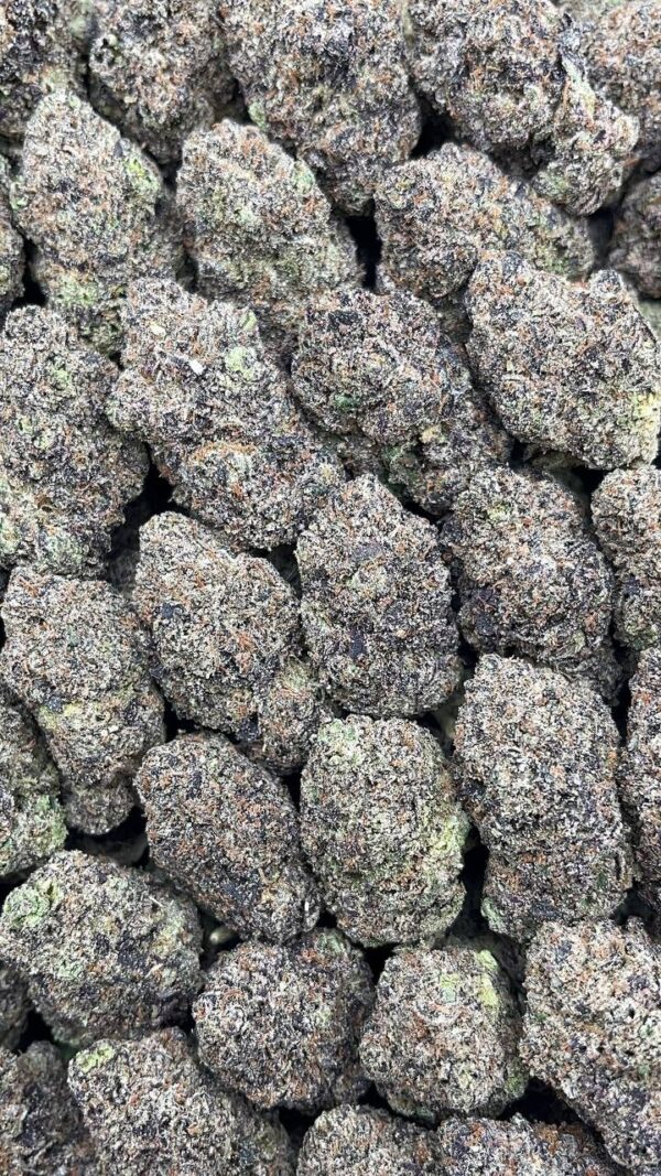 Rainbow Sherbet - PK524