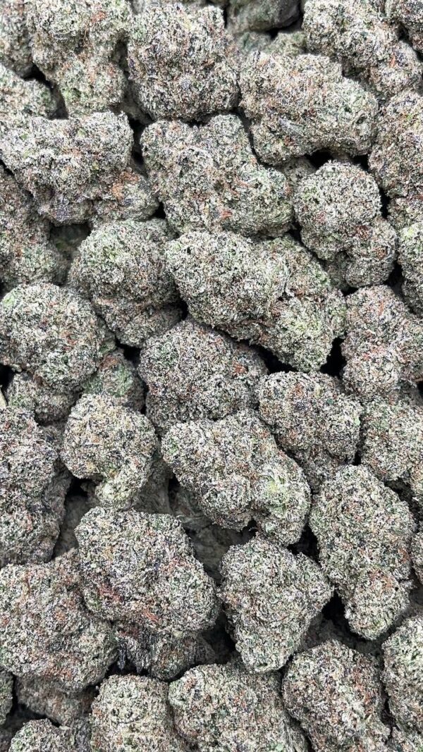 Gelato 41 - PK526