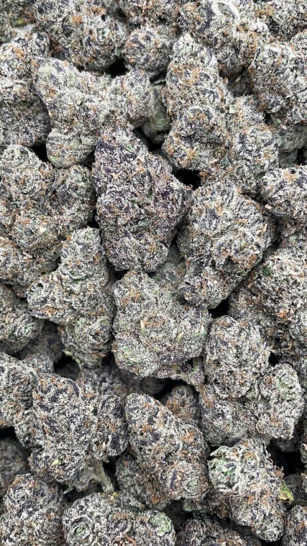 Gumballz - PK534